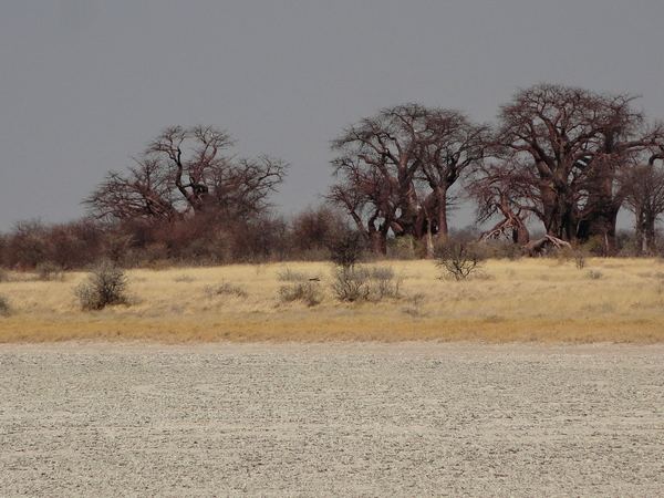 Baines’ Baobabs at Nxai Pan