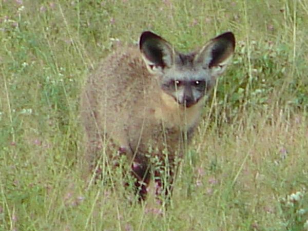 Bat-eared fox in long grass