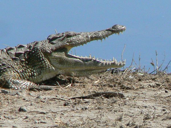 Crocodile with jaws open on a sandbank