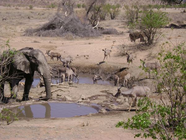 Elephants and kudu at a waterhole