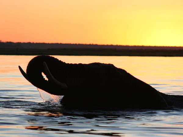 Bull elephant swimming across the Chobe River at sunset