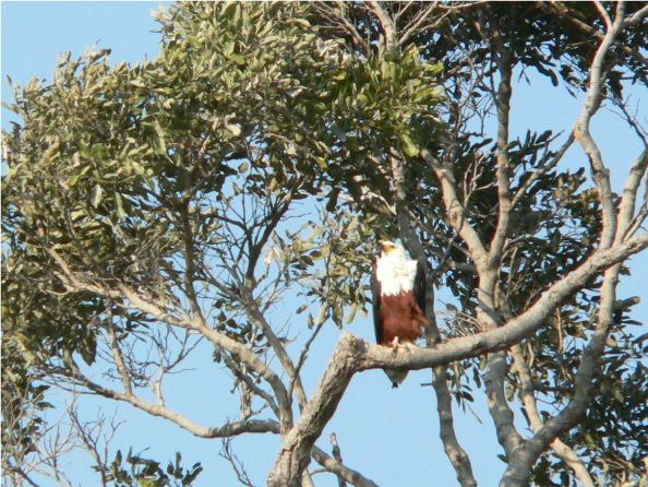African fish eagle perched in a tree