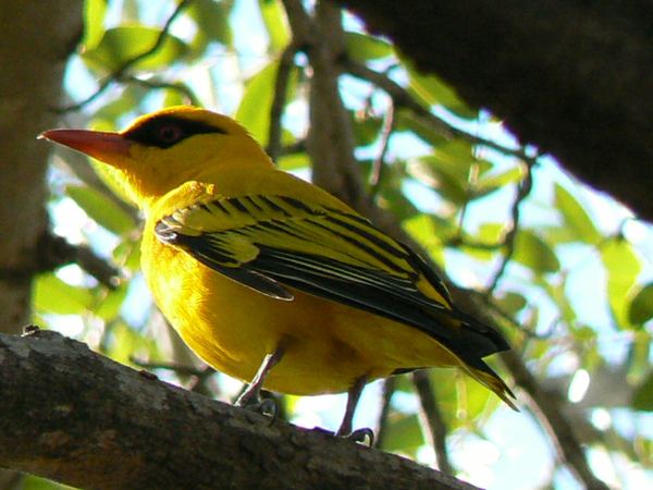 African golden oriole in green foliage