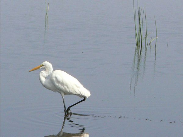 Great white egret reflected in still water