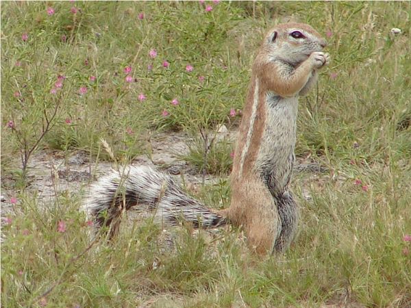 Ground squirrel standing upright among flowers