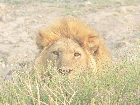 Black-maned Kalahari lion in green grass