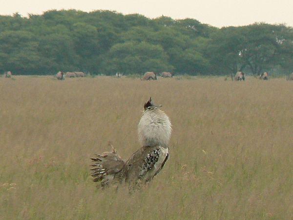 Kori bustard displaying in open grassland
