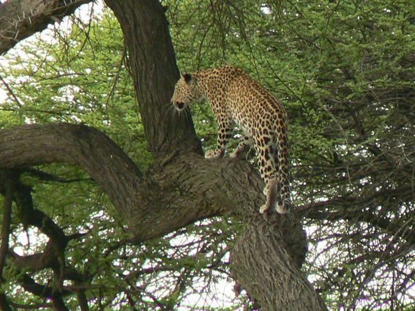 Leopard walking through dry bush