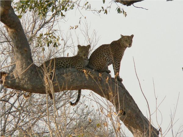 Leopard resting on a horizontal branch