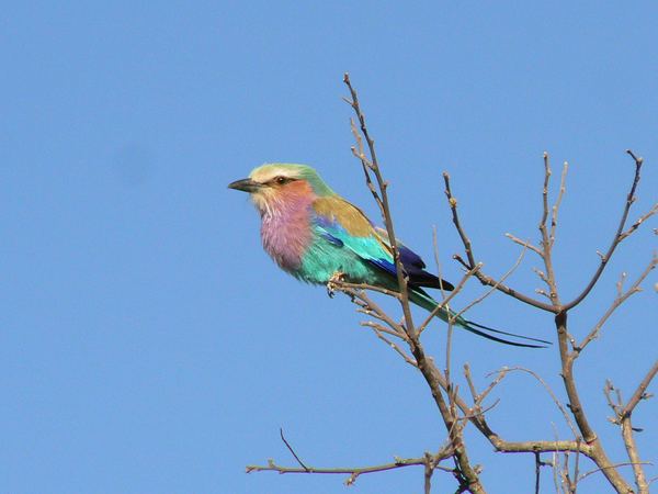 Lilac-breasted roller on a bare branch