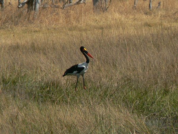 Saddle-billed stork walking in grassland