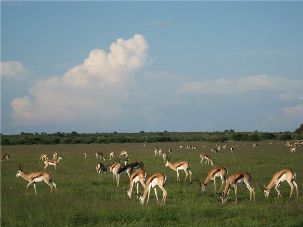 Springbok scattered across a green plain