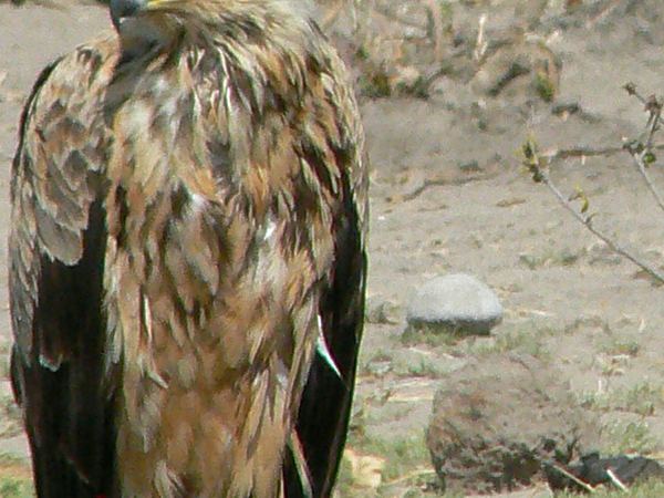Immature tawny eagle on a low perch
