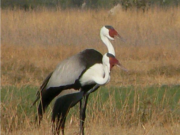 Pair of wattled cranes in floodplain grass