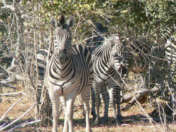 Two zebras standing in mopane woodland