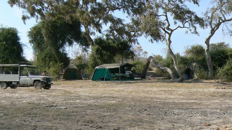 Mobile safari camp with vehicles under the trees