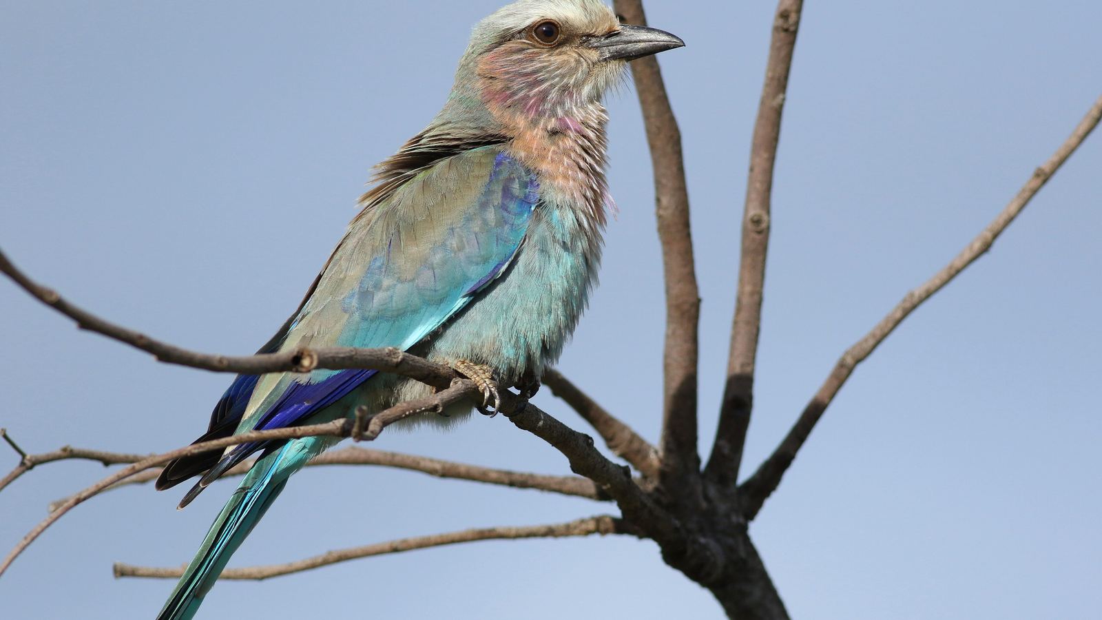 Safari country in northern Botswana