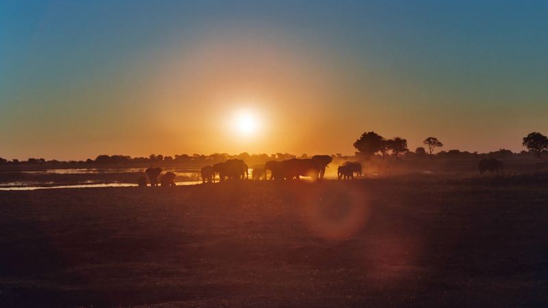 Elephants silhouetted against a low sun on the floodplain