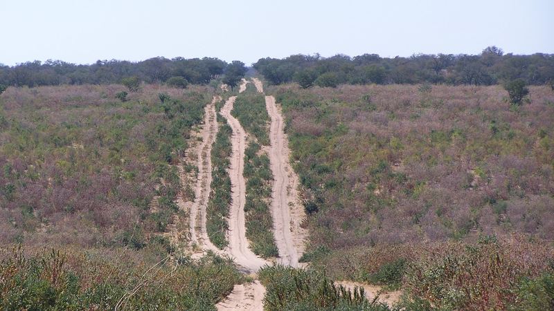 A two-track sand road running into mopane woodland