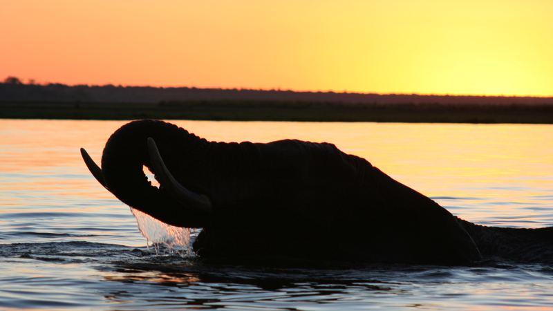 A bull elephant swimming across the Chobe River at sunset