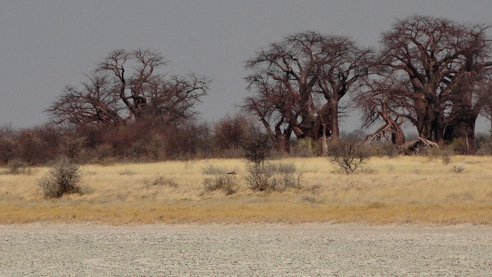 Safari country in northern Botswana