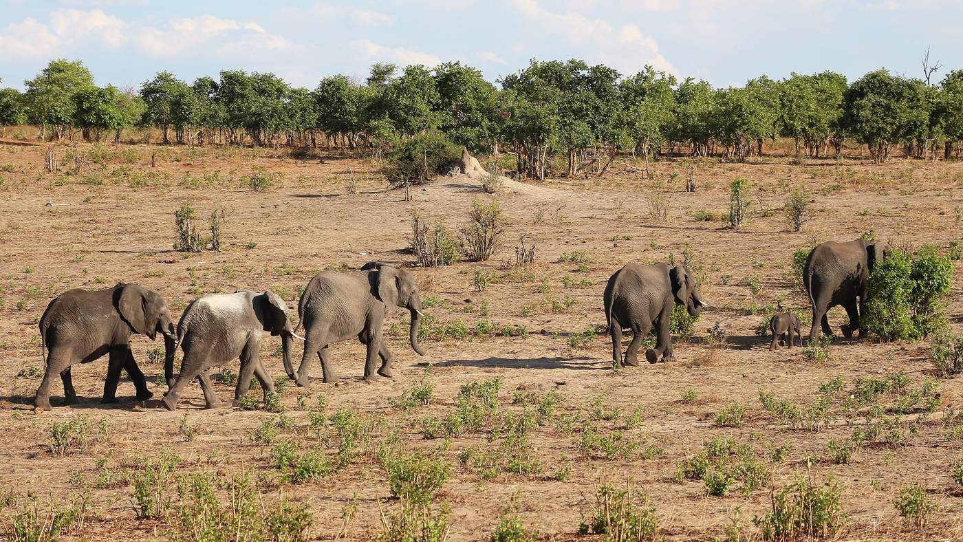 Safari country in northern Botswana