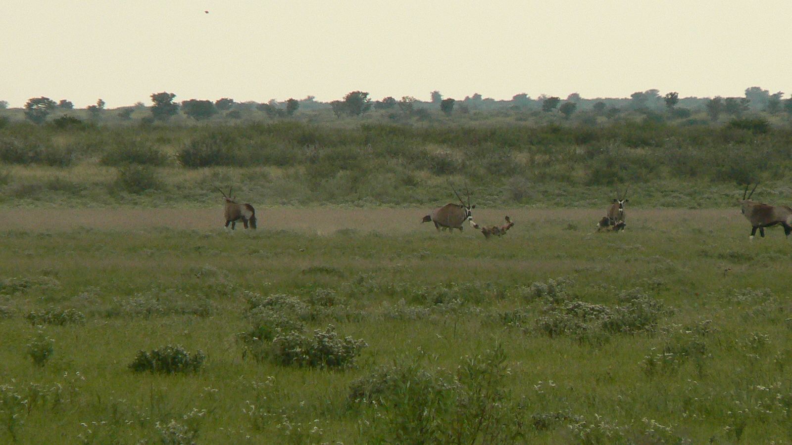 Safari country in northern Botswana