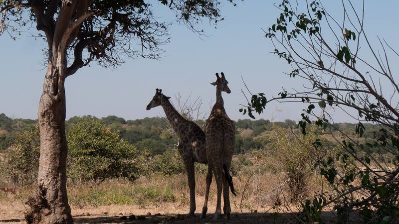 Two giraffes in bush country beside a large tree