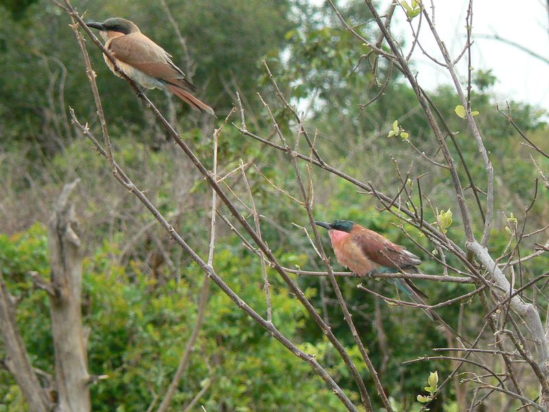 Birding in Botswana