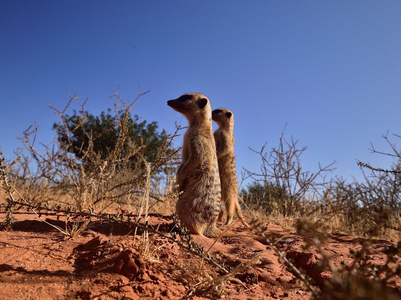 Kalahari Green Season