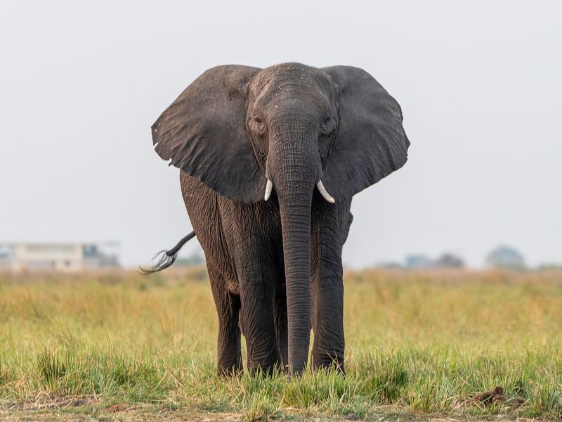Botswana Northern Explorer