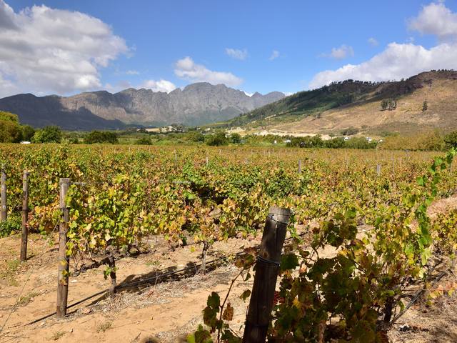 Cape Wine Route